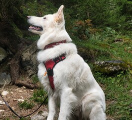 Weißer Schäferhund (Berger Blanc Suisse) mit rotem Brustgeschirr macht brav Sitz beim Gassi Gehen im Wald