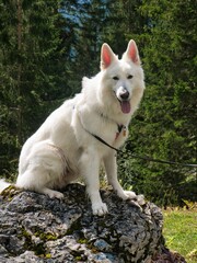 Weißer Schäferhund (Berger Blanc Suisse) sitzt auf einem Felsen und lächelt mit heraushängender...