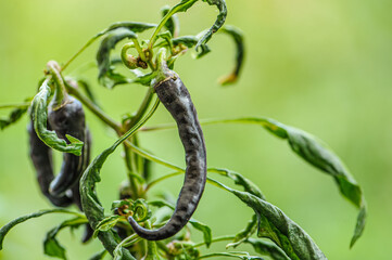 Schwarze Cayenne Chili Farbe als Sonnenschutz