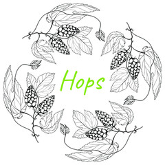 Hops. Frame.Oktoberfest. Branch of Humulus lupulus. Hop cones for beer production. Sketches of hops on a branch with leaves. Engravings. Illustration for packaging. Hand drawing. Isolated on a white b