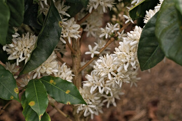 Coffee plant with white flowers. Coffee plantation in Colombia. Coffee bush symbol of wealth and hope. Selective focus