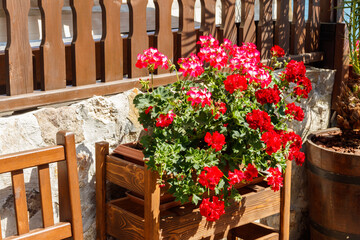 Fototapeta na wymiar Beautiful geranium flowers in a flower pot