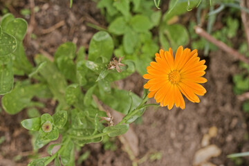 Little orange flower in the garden. Flower with green leaves. Garden with soil and leaves. Selective focus