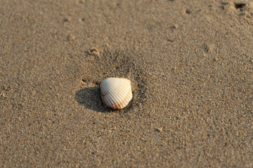 Fototapeta na wymiar sand with shells on the beach in Galicia