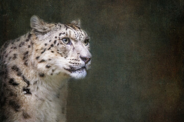 Watchful and alert adult snow leopard face closeup with space for text. Textured, retro style...