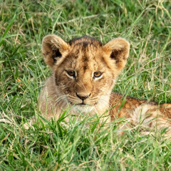 Fototapeta na wymiar Cute lion cub resting in the cool grass of the Masai Mara, Kenya.