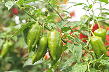Pepper plant with green fruits. Branch of bright peppers. Food seasonings. Unripe peppers growing in the field