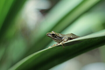 Java flying frog or Javan tree frog, is a species of frog endemic to Java, Indonesia.