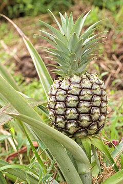 Pineapple plant with green fruit. Unripe pineapple growing in the field. Pineapple bush with green leaves. Selective focus