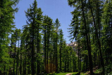 Luxurious Alpine pine forest during spring