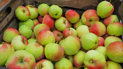 A wooden box full of fresh crispy apples