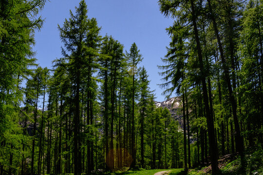 Luxurious Alpine pine forest during spring © Miguel
