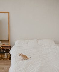 the ginger kitten in the white bed