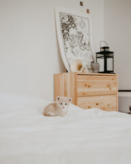 the ginger kitten in the white bed
