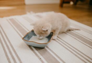ginger kitten started to eat with the milk in blue bowl