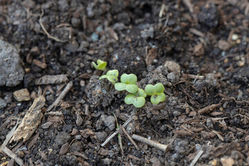 白菜の新芽　-Brassica rapa var-