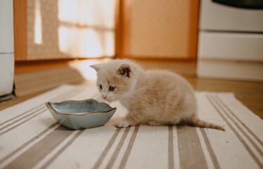 ginger kitten started to eat with the milk in blue bowl