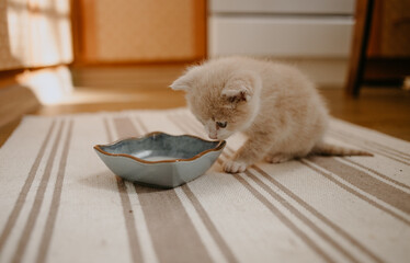 ginger kitten started to eat with the milk in blue bowl