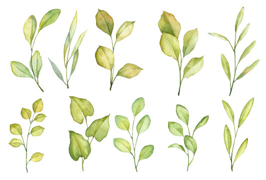 Set of hand painted watercolor green and golden leaves. Realistic aquarelle botany isolated on white background. Plant objects for creating patterns, invitations and design templates