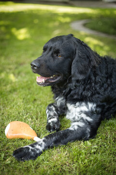 A black and white Friese Stabij Wetterhoun dog lying on the grass in a garden with a toy and looking away, on a sunny day. Pet companionship and domestic life concept. Vertical, selective focus