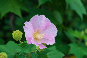 夏に咲くピンクの芙蓉の花のアップ