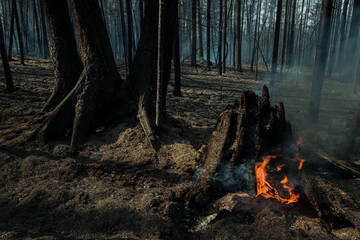 Fire in a forest near Pervouralsk, Ural, Sverdlovsk region, August 25, 2021