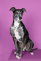 Studioshot of a black grey and white lurcher a type of sighthound which is a mixed greyhound or whippet against a purple background