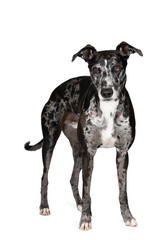 Studioshot of a black grey and white lurcher a type of sighthound which is a mixed greyhound or whippet against a white background