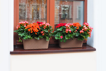 Fototapeta na wymiar Group of colorful Kalanchoe flowers, tropical, succulent flowering plants in pots on window sill. Window decorated with Kalanchoe flowers