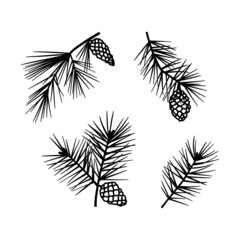 Hand drawn vector illustration set of Christmas tree branches with cones. Isolated on white background. Pine branch