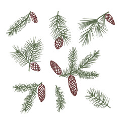 Hand drawn vector illustration set of Christmas tree branches with cones. Isolated on white background. Pine and Spruce branch. Conifer. Spruce