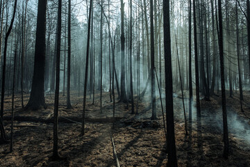 Fire in a forest near Pervouralsk, Ural, Sverdlovsk region, August 25, 2021