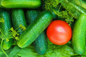 Pickles background, top view. Cucumbers and tomatoes preparation for pickling, horseradish, dill, garlic. Make homemade pickles