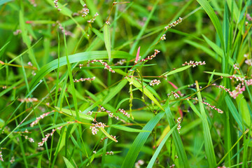 Polygonum hydropiper pink flowers. Water pepper, knotweed or smartweed. Water-pepper weed,...