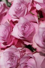 close up of roses