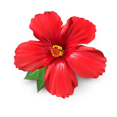 Realistic hibiscus flower, also called Chinese rose. Clipart. Vector realistic illustration