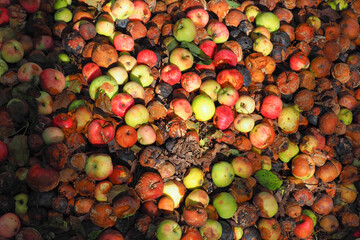 Saturated background of rotten apples in sunlight, crop surplus, harvest, compost