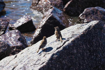 Sparrows sits on a rock near the sea. Hungry sparrows seeking for food on beach