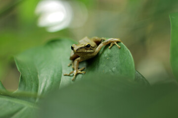 Java flying frog or Javan tree frog, is a species of frog endemic to Java, Indonesia.