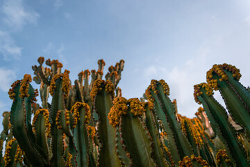 Cactus jaune