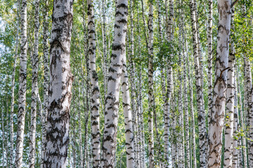 Obraz premium Birch grove close-up. Many young trees grow close to each other. Summer landscape on a sunny day. Horizontal photo.