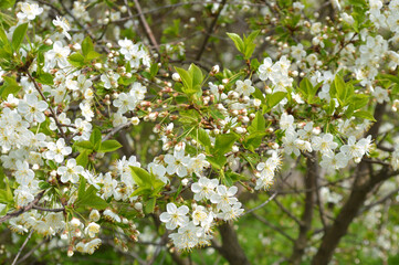 Blossoming apple tree, can be used as a background.