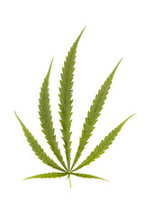 Close-up of cannabis leaves or a green hemp leaf on isolate white background, marijuana as a medicinal herb cutout of the backdrop with clipping path,top view,flat lay,top-down.