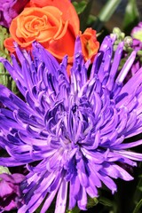 Beautiful bouquet of a purple chrysanthemum in full bloom under the bright sun.