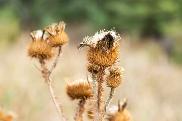 wild burdock in the field