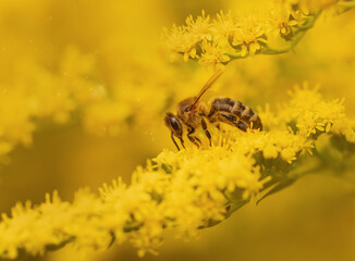 A bee collects pollen on mimosa flowers on a yellow background. Insect on yellow flowers. Honey plant. Macro. Selective focus. Copy space.