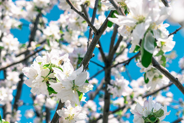 A bee on a small apple blossom