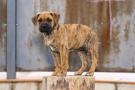 Closeup shot of a puppy standing on a tree stump