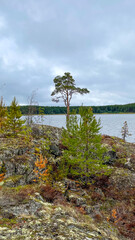 Islands with forest and rocks on Lake Ladoga