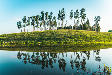 Landscape. Reflection of young pines in the lake.